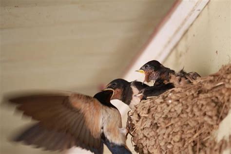 如何不讓燕子築巢|【怎麼防止燕子築巢】野鳥來築巢你會怎麼做 